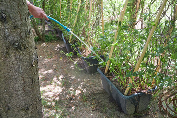 Gardener watering plants with a hose in a summer garden