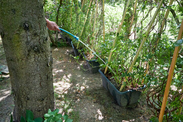Gardener watering plants with a hose in a summer garden