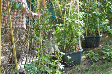 Gardener watering plants with a hose in a summer garden