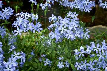 View of blue creeping phlox flowers in a spring garden
