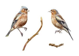 Birds and twigs set. Hand drawn watercolor illustration isolated on white. For vintage birthday, valentines day, mothers day cards, invitations, banners, posters, labels.