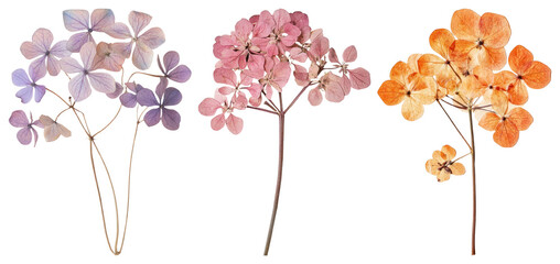PNG Colorful dried hydrangea flowers, element set on transparent background