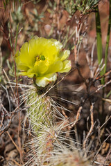 Prickly Pear cactus with yellow flower, close-up
