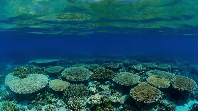 Tropical Island Paradise Above and Below the Surface of a Vibrant Coral Reef