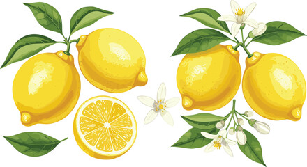 Set of juicy yellow realistic lemons and green leaves with flowers. Botanical floral isolated watercolor set in realistic style. 