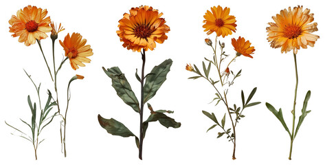 PNG Vibrant orange marigold flowers, element set on transparent background