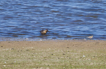 Scratching garganey at the edge of the lake, garganey scratching in shallow water, blue sky...