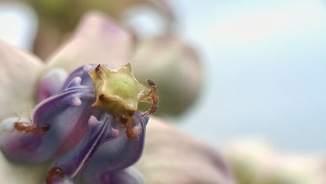 an ant on a flower petal