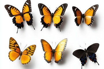Vibrant Butterflies Displaying Orange and Black Wings on White Background