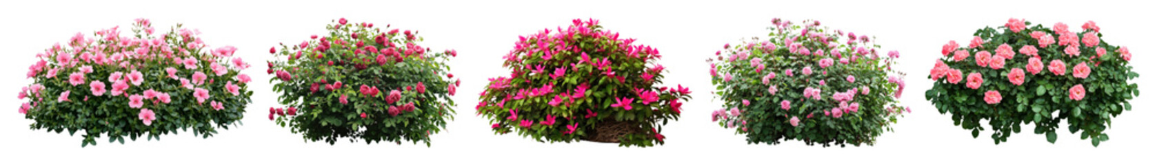 PNG Vibrant blooming floral arrangements, element set on transparent background