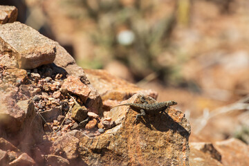 Small lizard sunning on a rock
