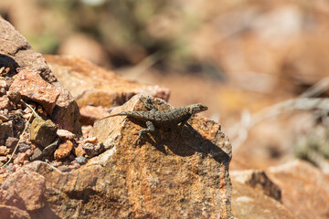 Small lizard sunning on a rock
