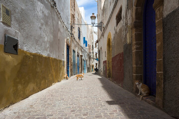 Cats lounging on a quiet cobblestone street in the medina of Essaouira, Morocco. Traditional walls...
