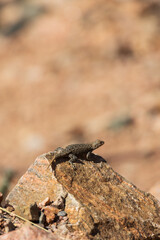 Small lizard sunning on a rock
