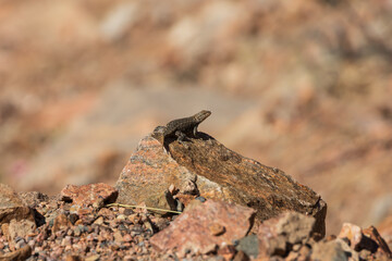 Small lizard sunning on a rock
