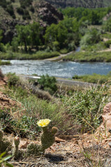 Prickly pear cactus with yellow flower
