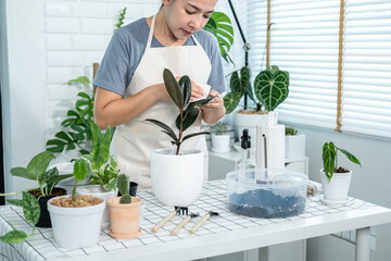 Asian woman gardener in casual clothes, take care of plants and wiping the dust on the leaves from houseplant