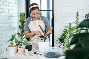 Asian woman gardener in casual clothes, take care of plants and wiping the dust on the leaves from...