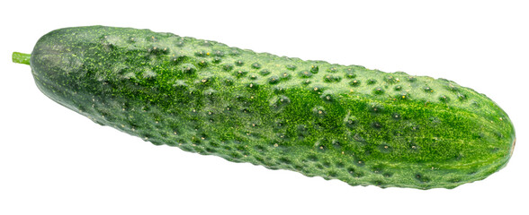 One fresh sweet small cucumber isolated on white background. Cucumbers that are used to pickling or slicing.
