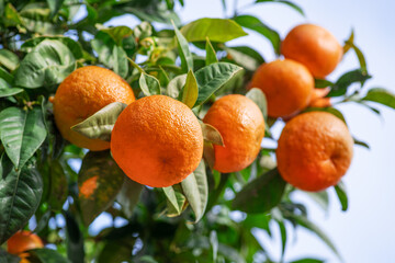 Tangerine tree branch or Citrus tangerina completely covered with ripe fruits close up. Great harvest in the orchard.