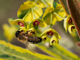 Macro of Ashy mining bee (Andrena cineraria) foraging flowers of euphorbia