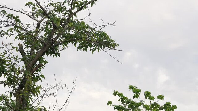 木の葉が舞う癒しのスロー映像、穏やかな風が木々を揺らす美しい瞬間