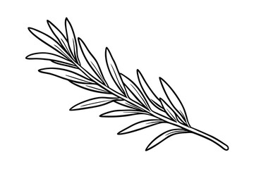 Black and white rosemary branch illustration on a clean white background for design