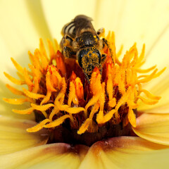 Macro of honey bee (Apis) feeding on yellow dahlia with lots of pollen grains on the head and seen from front