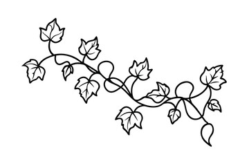 Decorative elegant line art illustration of a climbing vine with detailed leaves on white background