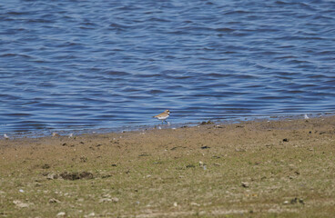 Little Ringed Plover looking at the blue lake, slight waves on the pond, blue water, Charadrius dubius, Little Ringed Plover standing on the lake shore,