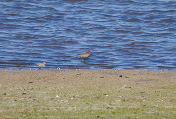 a little ringed plover standing next to the redshank, redshank looking at the blue lake, slight...