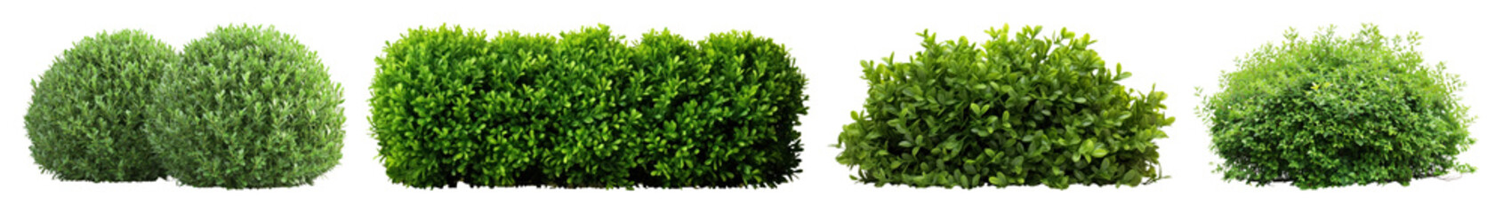 Obraz premium PNG Lush green bush variety, element set on transparent background