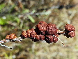 Galls of an Uromycladium fungi on a branch of a tree.