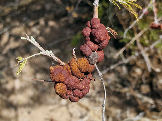 Galls of an Uromycladium fungi on a branch of a tree.