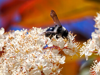 Macro of Ashy mining bee (Andrena cineraria) foraging flowers of photinia
