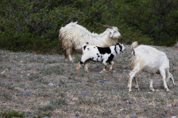 Obraz premium Two adult white goats and a spotted baby goat