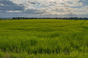 Vast green field of young grain under dramatic cloudy sky. Rural landscape in spring with soft...