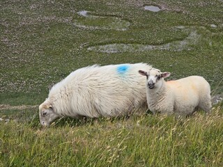 Sheep and its Lamb graving in Barmouth North Wales 