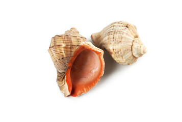 Shells collected from the beach resting on a white surface in natural light