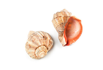 Beautiful seashells resting on a white surface reflecting nature's craftsmanship and coastal charm