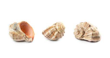Shell collection featuring three unique marine specimens from the ocean shore displayed on a white background