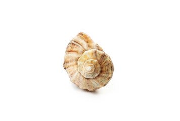 Beautiful spiral shell resting on a smooth surface in natural light showcasing intricate patterns and textures