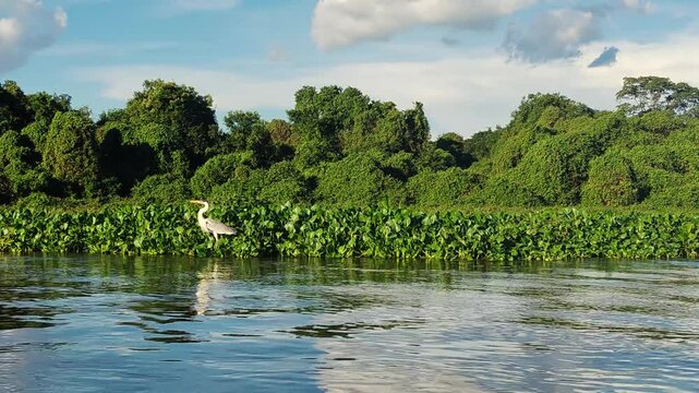 White heron hunting fish or drinking water at the bank of Cuiaba River in the Pantanal wetlands, surrounded by dense tropical forest, a serene wildlife moment in Brazil&rsquo;s rich and biodiverse ecosystem
