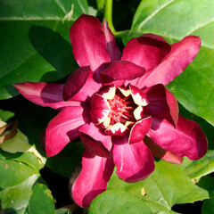 Closeup of red spicebush (Calycanthus floridus) with clearly visible stamens and among leaves