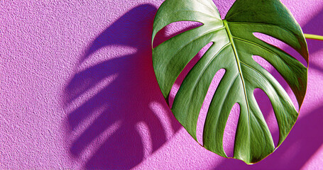 Shadow from tropical monstera leaf. Exotic vegetation in front of purple wall, copy space.