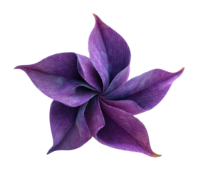 Graceful purple flower blooming in nature view aesthetic beauty and design concept isolated on transparent background
