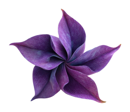 Graceful purple flower blooming in nature view aesthetic beauty and design concept isolated on transparent background