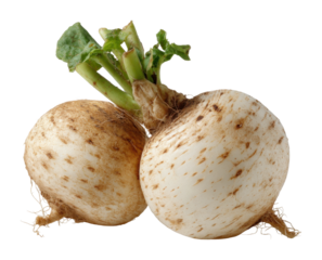 Harvesting fresh turnips local farm vegetables agricultural field organic farming insights isolated on transparent background