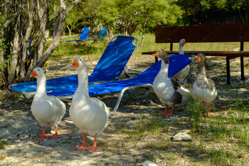 Group of geese near blue sun loungers in a shaded natural area at Lake Kournas, Crete, Greece