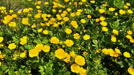Trollius europaeus, the globeflower, is a perennial flowering plant of the family Ranunculaceae. The plant is native to Europe and Western Asia and is a protected species in Russia and Bulgaria.  
